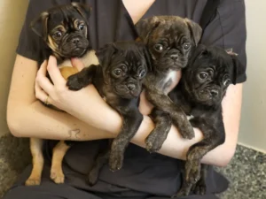 Seven abandoned dogs rescued in Ottawa snow storm